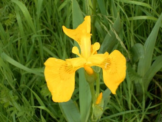 Yellow Flag