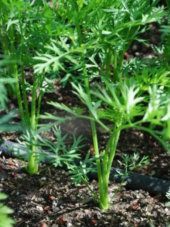 Carrot Growing Tips