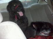 my dogs on the way to the park