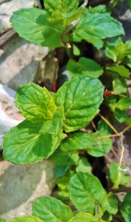 A freshly picked mint leaf -- the original mint gum