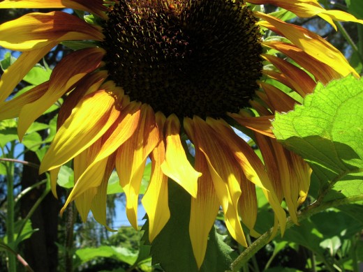 Plant a sunflower house and create a magic world for your child.