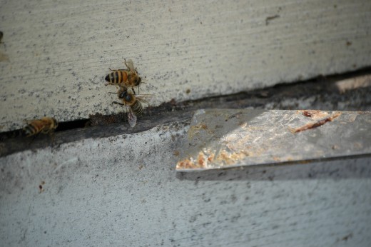 Bees have used propolis to seal a crack between the boxes that makeup a beehive.
