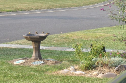 Here you can see how much the goldfinches like to socialize around the bird bath.