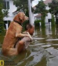 Top Ten Reasons Dogs Are Better Than Cats