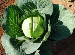 Cabbage Growing Tips
