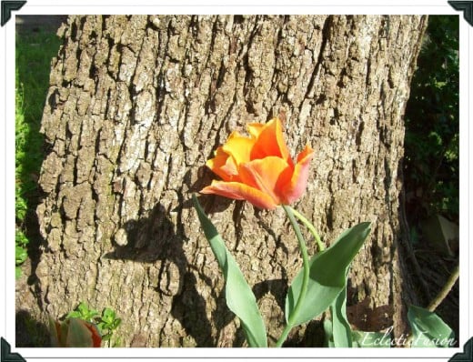 Tulips my mother planted back in the 90s. No one ever touches them, they just do as they please!