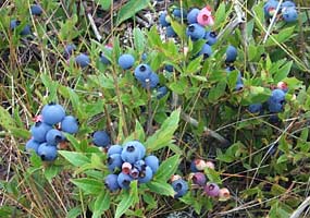 Blueberry Bush
