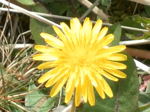 The Ubiquitous Dandelion
