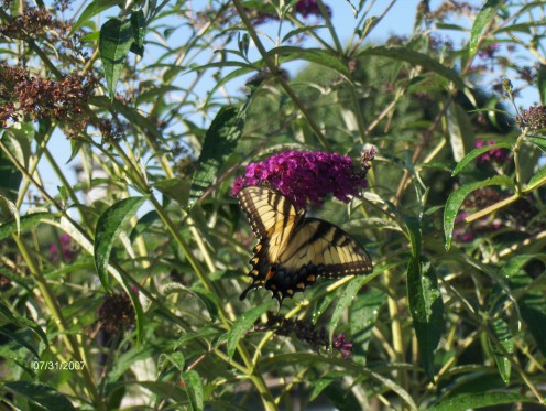 Butterfly on Butterfly Bush