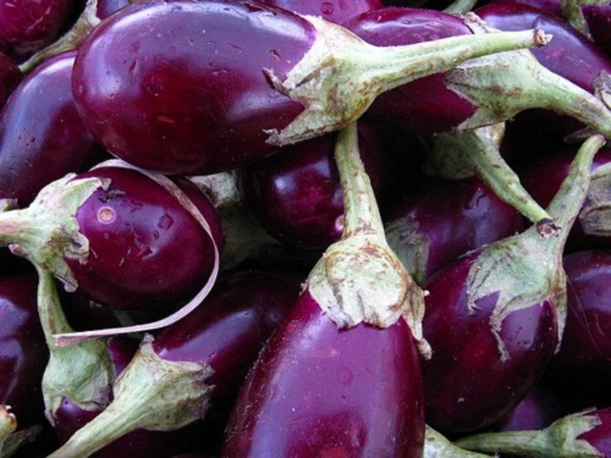 Identifying and Removing Eggplant Pests | Dengarden