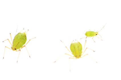 Adult aphids are pear-shaped and may be wingless (like those above) or winged. 