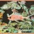 Squirrel Fish Squirrel Fish