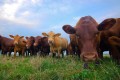 Benefits of Organic Grass Fed Beef?