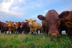 Benefits of Organic Grass Fed Beef?