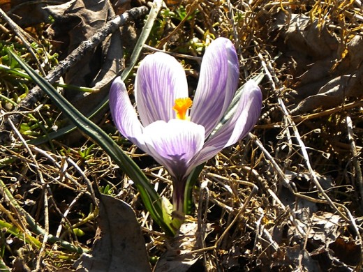 Purple and White Crocus - Early Flowers of Spring, photo by Rosie2010
