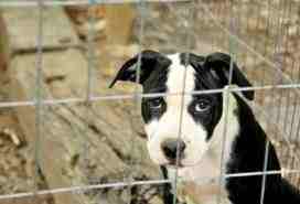 Evne in Britain, thousands of dogs and cats are abandoned every month.  Many are euthenized.