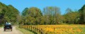 Walking Through a Forest Preserve in Spring Delights the Senses