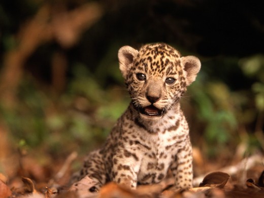 Jaguar baby