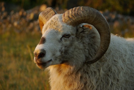 Wild sheep will often flee to higher ground when faced with a predator. Sometimes however they are quite capable of fighting back.