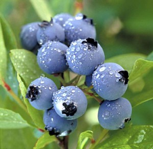 pic of blueberries