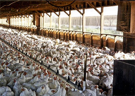 Factory farmed chickens