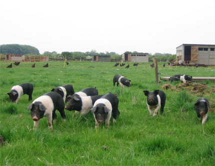 Free ranged pigs