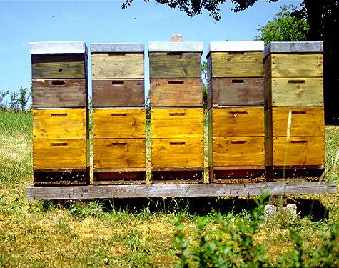 Langstroth Hives