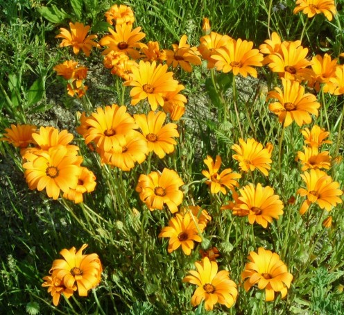 I believe these are Coreopsis Tickseed flowers.