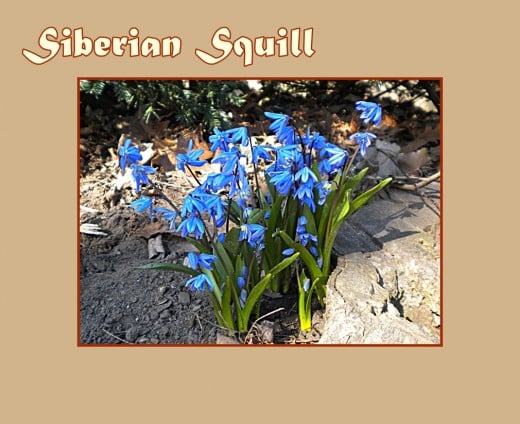 Siberian Squill (Scilla siberica "Spring Beauty") - Early Flowers of Spring, photo by Rosie2010
