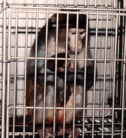 Animals have hopes and fears, emotions, and feel pain and pleasure just like humans do. Ask yourself, if it's not okay to do it to a human, why is it okay to do it to an animal?