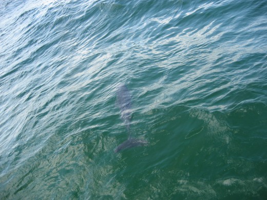 This male dolphin was heading to his 'roost' in a lagoon and decided to hitch a ride on the bow wave of a tour boat. (One has to wonder who is exploiting who here).