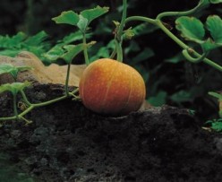 Pumpkin Growing Tips