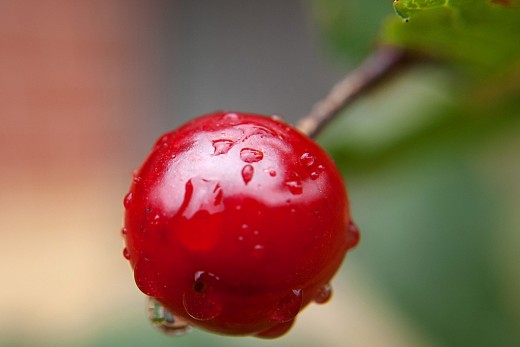 Sour cherry closeup