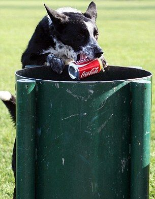Meg the border collie cleans up litter