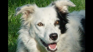 Chaser, the border collie who has learned more than 1000 words