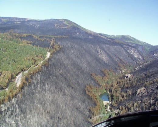 The fire was blown down into the canyon by the wind. Like many Southwest canyons, the canyon's south side was heavily forested; on the north side vegetation was lighter but wind and terrain favored the fire.  Water at the bottom saved trees there.