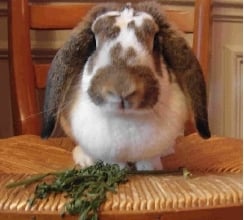 Lop rabbits enjoy attention and veggies.