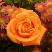 hbbe734 profile image
