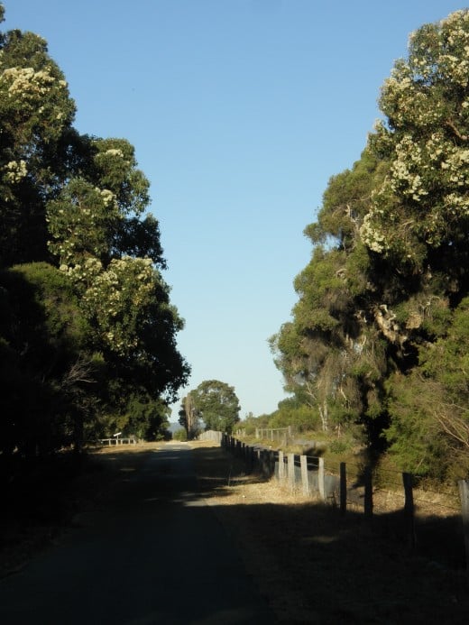 "The loss of connection with the natural world is the source of our apathy," Bonnie, a Noongar elder and traditional owner of the land, part of it also covers the outskirts of the capital city, where my house stands as well...