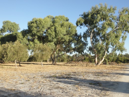 Make contact with the traditional owners of your place, humbly receive their wisdom and the dreaming of your land...