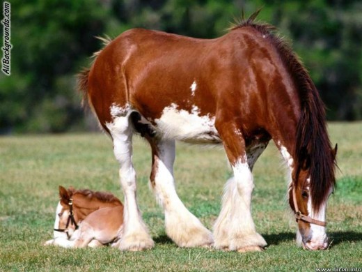 Clydesdale mare and foal