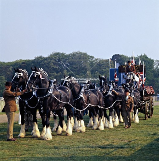 Team of shires doing their job