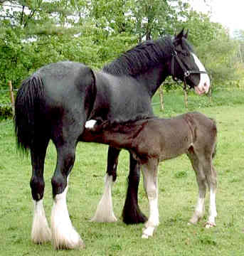 Shire mare and foal
