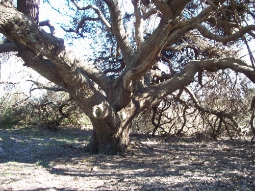 Live Oak