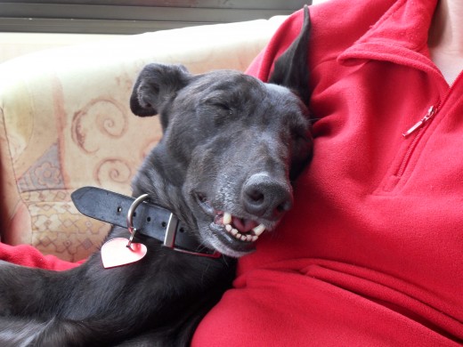Asleep after a run on the beach...so lazy!
