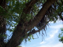 Native American Beliefs in the 'Little People' or Fairies