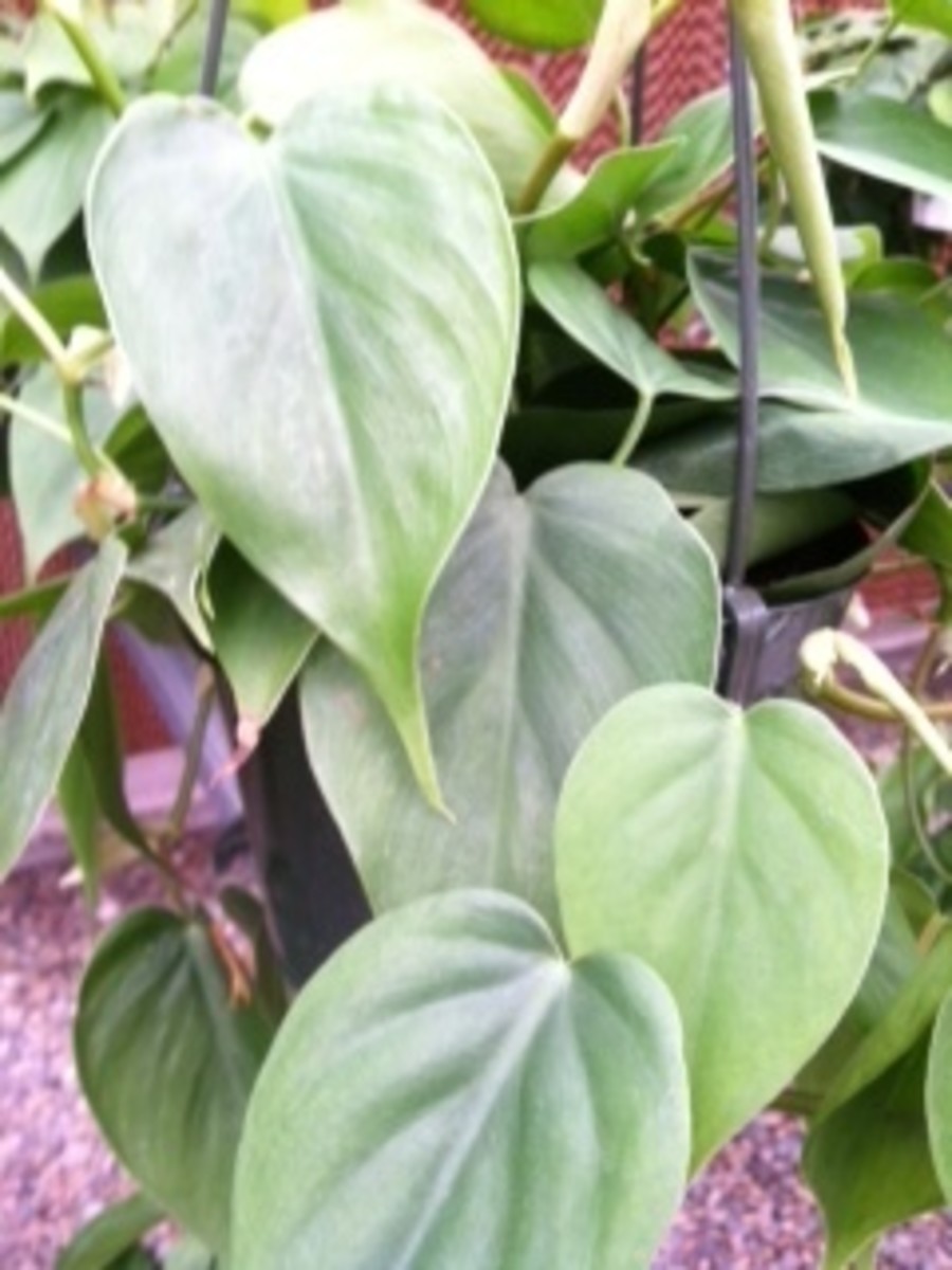 How to Care for Philodendron Cordatum (AKA Heartleaf Philo