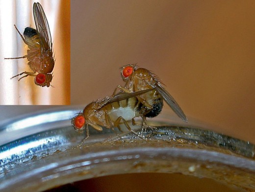 Drosophila melanogaster mating behavior. wikimedia commons, TheAlphaWolf