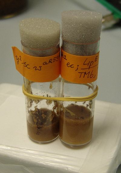 Drosophila lab cultures. By: Trick17