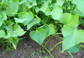 We grew sweet potatoes in 2011, That was neat. They take over 100 days to grow though, sometimes longer!